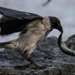 Van'da karganın inci kefalini avlaması görüntülendi	