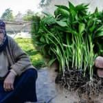 Konya'da anne ve kızları ata tohumuyla fide üretiyor, taleplere yetişemiyor