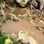 &Ccedil;&ouml;pl&uuml;kte 17 k&ouml;pek &ouml;l&uuml;s&uuml; bulundu