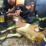 İtfaiyeci dumandan etkilenen danaya suni teneff&uuml;s yaptı