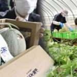 Japonya'da özel üretim 2 adet kavun 208 bin liraya satıldı!