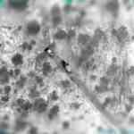 MİT ve TSK'dan ortak operasyon! Resmen duyuruldu