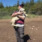 Uşak'ta akademisyen çobanı görenler şaşırıyor!