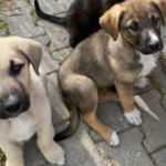 Vicdansızlığın b&ouml;ylesi! Yavru k&ouml;pekler katledildi