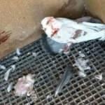  40 g&uuml;vercini başıboş k&ouml;pekler par&ccedil;aladı