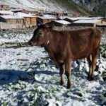 Rize’de yaz ayında kar sürprizi