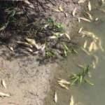 Kahramanmaraş'ta meydana gelen balık &ouml;l&uuml;mlerinin nedeni araştırılıyor