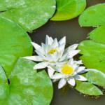 Kalabalık şehirlerden bunalanlara longoz ormanlarından davet  