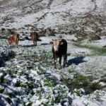 Rize'de yaylaya kar yağdı!