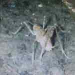 Diyarbakır’da mağara çekirgesi görüldü, yeni bir tür olabilir!