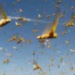 Biden'ın havadaki konvoyu Ağustos böceği sürüsüne takıldı