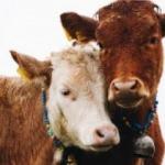 Deniz Feneri Derneği 2021 yılı vekalet yoluyla kurban kesim bedellerini belirledi