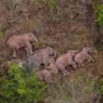 Göç eden filler Kunming kentinde mola verdi