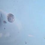 Müsilaj araştırmasının sonuçları açıklandı! Nedeni belli oldu! Yeni tür keşfedildi