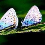 Sarıkamış'ın rengarenk kelebekleri