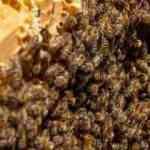 Sivas'ın Zara il&ccedil;esinde yılda 900 ton bal &uuml;retimi yapılıyor