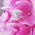 'İnsan yüzlü örümcek' bu kez İzmir'de görüldü!