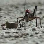 Dev çekirgeler Muş'tan sonra şimdi de Van'da görüldü!