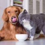 Evcil hayvanlar i&ccedil;in sosyal medya platformu 