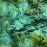 Rapor ortaya &ccedil;ıkardı! İşte m&uuml;silajın nedenleri...&Ccedil;arpıcı 'Zeytin' detayı