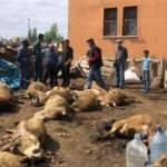 Kars'ta kurt dehşeti! 22 koyun telef oldu, 15 yaralı