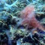 Marmara'da deniz dibindeki yoğun m&uuml;silaj g&ouml;r&uuml;nt&uuml;lendi