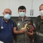 Nesli tehlikede olan &lsquo;&ouml;r&uuml;mcek maymunu&rsquo; inşatta bulundu