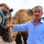 Şampiyon deve kurbanlık oldu