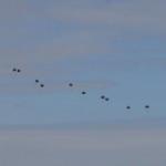 Avustralya'da u&ccedil;aktan d&uuml;şen paraş&uuml;t&ccedil;&uuml;ler &ouml;ld&uuml;