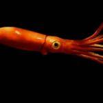 Bu balıklar uzayda yaşamın sırrını ortaya &ccedil;ıkartabilir! 