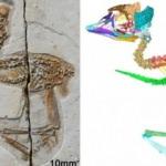Dinozor kafalı ve kuş bedenine sahip 120 milyon yıllık fosil bulundu