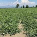 Salihli'de 4 bin dekar alan dolu yağışından etkilendi