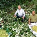 Şifa deposu ıhlamur, Karacabey'in geçim kaynağı! Kilogramı 250 liradan satılacak