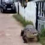 K&ouml;y&uuml;n ortasında salına salına tur attı, k&ouml;yl&uuml;ler izledi