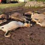 Ardahan'da yıldırım d&uuml;şmesi sonucu 10 b&uuml;y&uuml;kbaş hayvan telef oldu