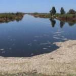 B&uuml;y&uuml;k Menderes'teki balık &ouml;l&uuml;mleri inceleniyor