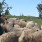 7 bin lira maaşı bıraktı, köyünde çobanlığa başladı