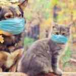  Evcil kedi ve k&ouml;peklerde koronavir&uuml;s yaygın