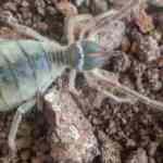 Hakkari'de yeni b&ouml;ğ&uuml; t&uuml;r&uuml; keşfedildi