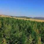 Lice&rsquo;de 1 milyon 340 bin k&ouml;k Hint keneviri ele ge&ccedil;irildi