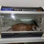 Manisa&rsquo;da akılalmaz olay! Yavru k&ouml;peği sopayla d&ouml;vd&uuml;ler