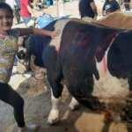 11 yaşındaki küçük kızın kurban pazarında sıkı pazarlığı