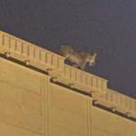 Suudi Arabistan'da evin çatısında dolaşan aslan paniğe neden oldu