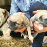 Aksaray malaklısı k&ouml;peği tek seferde 'servet' doğurdu!