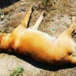 Ankara'da 6 köpeğin ölümünde "zehirli tavuk eti" izi