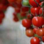 Avrupa'ya giden domatesler ''jeotermal'' ile kızarıyor