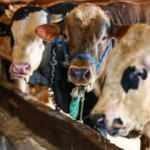 Kurban hazırlıkları İstanbul'da başladı: Besiciler müşterilerini bekliyor