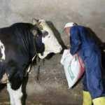 Muş&rsquo;tan Batı illerine kurbanlık sevkiyatı başladı