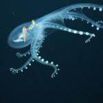 Nadir rastlanan cam ahtapot, Pasifik Okyanusu'nda g&ouml;r&uuml;nt&uuml;lendi