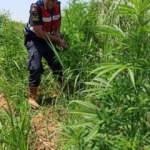 Drone'un tespit ettiği sazlık alana jandarmadan operasyon